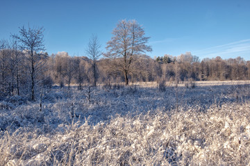 The crown of the tree is covered with hoarfrost