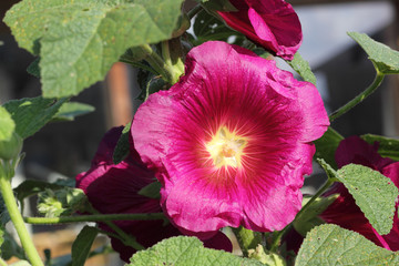 Close-up of a purple hollyhock, Alcea rosea
