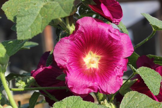 Close-up of a purple hollyhock, Alcea rosea - Powered by Adobe