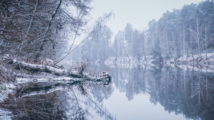 The crowns of the trees are reflected in the calm water. Winter.