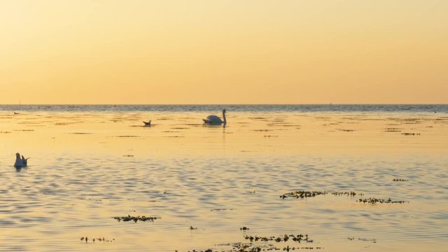 A is swan swimming at the beach in Malm&radic;&part;, Sweden, during golden hour.