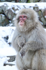 Snow monkey female in the Jigokudani snow monkey park in Nagano, Japan.