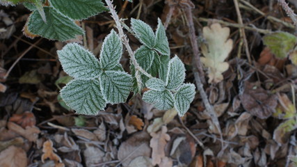 leaves in winter,plant, leafs in winter, green, nature, leaves, frost, garden, herb, mint, flora, flower, winter, marijuana, autumn, coleus, herbal, macro, ice