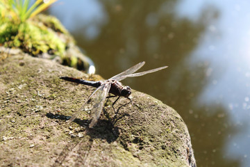 Libellula silente