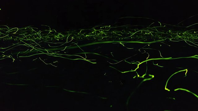 Timelapse of fireflies flying at night in forest