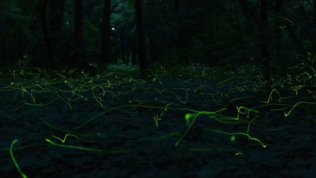 Timelapse of fireflies flying at night in forest