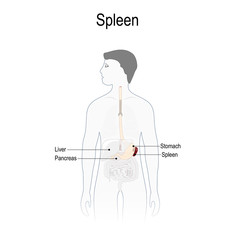 spleen. Human silhouette with highlighted spleen, and other internal organs.