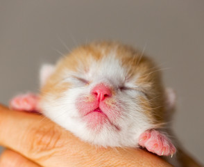 Cute pink nose and lips of newborn ginger-white kitten. Closeup of tiny kitten with the Eyes Still...
