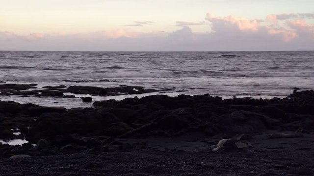 Black sand beash at sunset with two sea turtles resting near volcanic rock