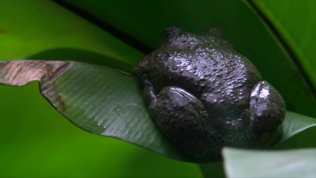 Pipa pipa toad also known as the suriname toad brown colored sitting peacefully found in forests lush green leafy plants, close up shot