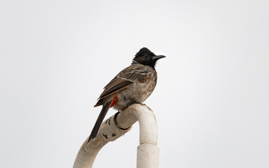 A Red Vented Bulbul is seen sitting on a pipe.