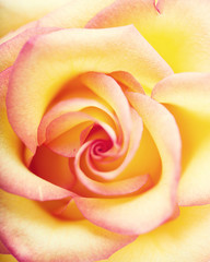 yellow delicate rose close up