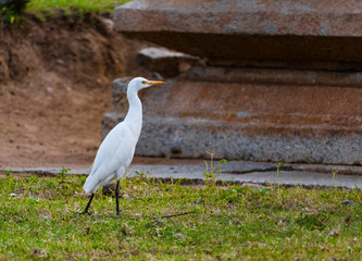 A little Egret is seen roaming in a field.