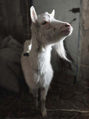  Close up shot of the goat