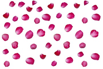 Rose petals  valentine day