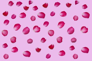 Rose petals  valentine day