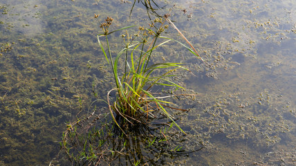 Plants growing in algae 
