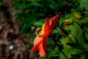 flor com abelha