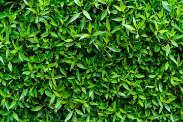 Ficus leaves textures close-up.