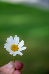 hand holding daisy at green background