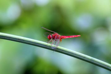 Profilo di libellula su uno stelo