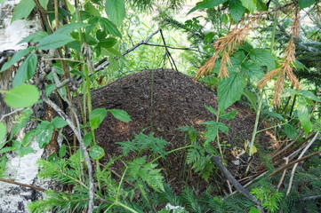 Big ant hill nestled among foliage in summer forest.