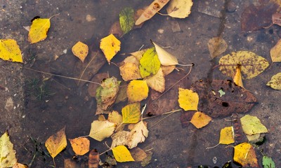 autumn fallen leaves in puddle. orange leafs in water