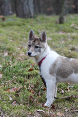 East Siberian Laika on a walk