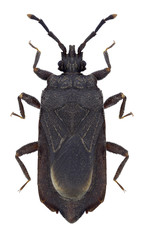 Bug Brachyrhynchus membranaceus on a white background
