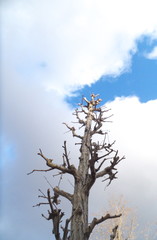 空に映える針葉樹・エコロジー