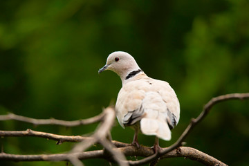 Eurasian collared dove, Streptopelia decaocto, Jhalana, Rajasthan, India.