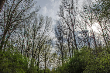 misteln im oppenheimer wäldchen