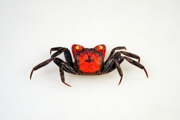 Rote Vampirkrabbe Red Devil (Geosesarma vampir) - vampire crab Red Devil © bennytrapp