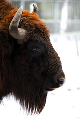 Zubr (Bison bonasus) is a wild forest bull, the largest hoofed animal of the European continent. The differences between the European bison and the American bison are insignificant.