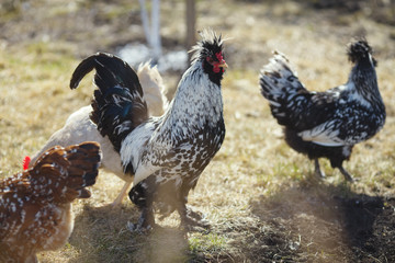 Rooster and chickens of the Pavlovskaya breeds on the lawn on a sunny day.