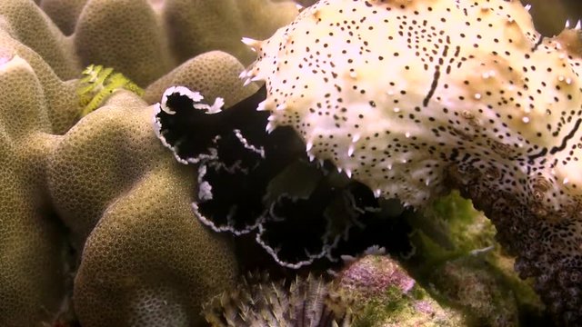 Marbled Sea Cucumber close up walking along coral reef of Koh Tao