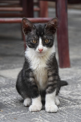 Portrait of abandoned domestic cat