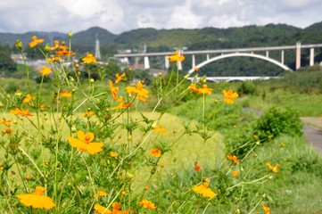 Obraz premium キバナコスモスの花畑