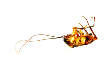 Dead cockroaches were placed on a white background.