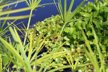 Libellula rossa sui papiri