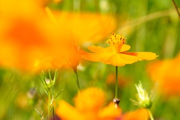 キバナコスモス