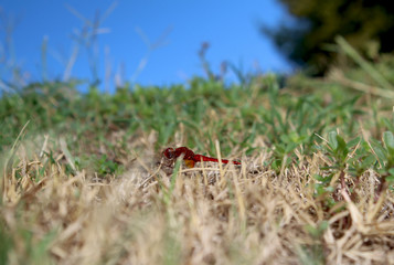 Libellula sul prato