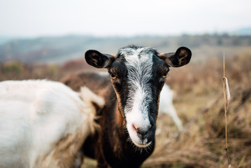 Close-up portrait goat grazing green grassy lawn.