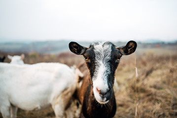 Close-up portrait goat grazing green grassy lawn.
