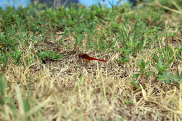 Libellula sull'erba secca