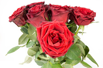 Naklejka premium close up of a Bunch of beautiful dark red roses