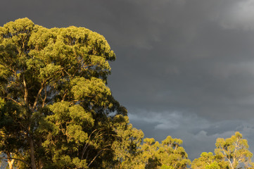 Sundrenched eucalyptus trees against a dark moody sky.