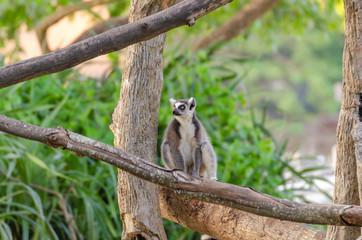 lemur catta in the natural zoo