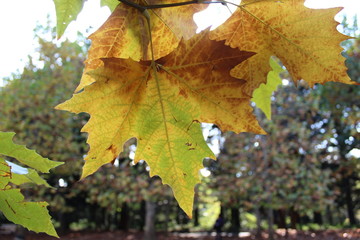 hoja de otoño