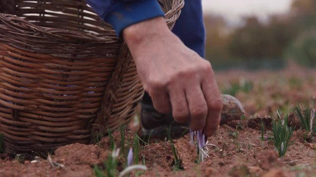 hand farming saffron crocus
